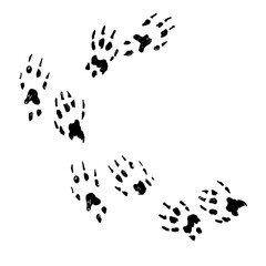 a trail of black hand drawn doodle squirrel paw prints across the page sketch illustration