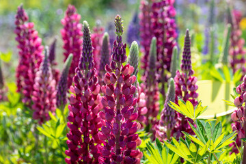 Lupinus polyphyllus, also known as the large-leaved lupine or garden lupin. This plant is commonly used in gardens and it is mostly visited by bumblebees. This cultivar is called "Red Shades". 