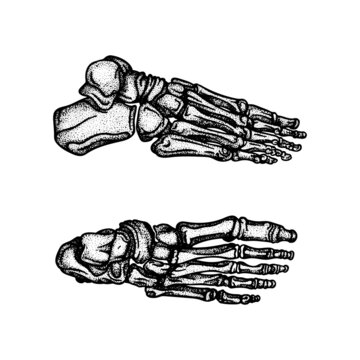 Foot. Foot bones top and side engraving, vintage style vector illustrations set. Part of human hand drawn skeleton.