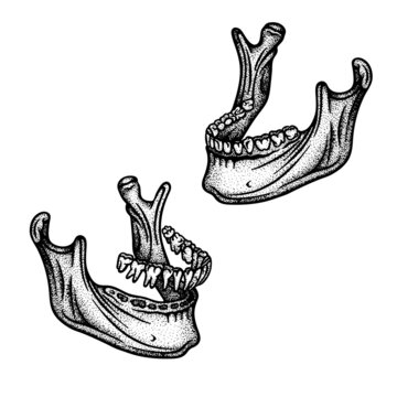 Human jaw bone with teeth. Mandible engraving, vintage style vector illustrations set. Part of human hand drawn skeleton.