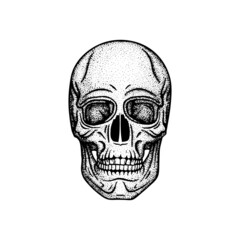 Human skull engraving, vintage style vector illustration. Part of human hand drawn skeleton. 