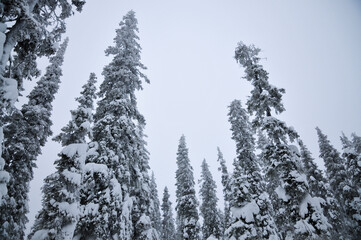 winter forest in the snow