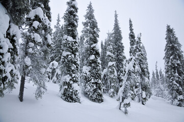 snow covered trees. winter forest in the snow.