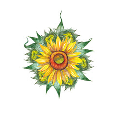 Big bouquet of yellow sunflower with buds and green leaves. Realistic natural illustration of summer flowers. Watercolor hand painted isolated element on white background.