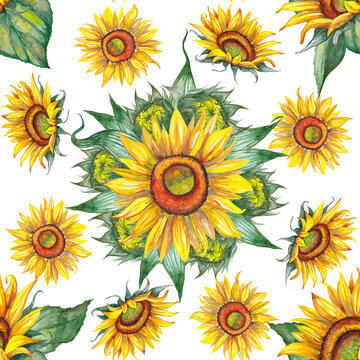 Seamless pattern of big and small yellow sunflowers with green leaves and buds. Realistic natural illustration of summer flower. Watercolor hand painted isolated element on white background.