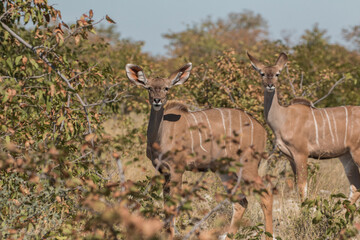 female kudu looking at photographer
