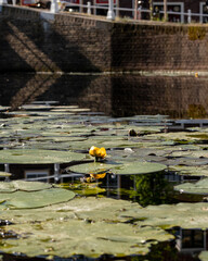 Close up of waterlilies in a dutch canal