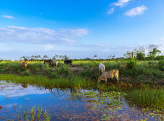 Green Grassy Landscape With Cows Grazing In Suriname