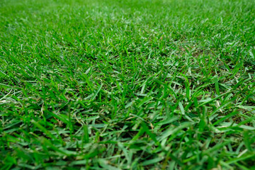 Green lawn. Grass on the lawn.

