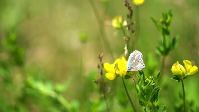 Pretty butterfly called "Common blue" foraging on a yellow trefoil flower, then flies off