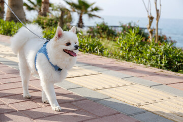 Funny looking pomeranian spitz wearing blue harness on the beach. Adorable white coated pom dog...