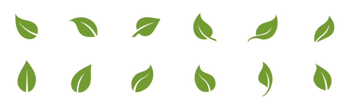 Set of green leaves. Leaf design. Nature vector 