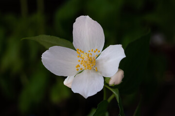 Obraz premium Small wild white flower with yellow pistils macro close up shot isolated