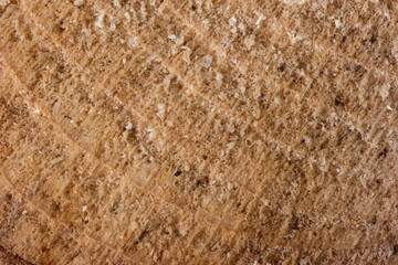 Wooden tree stump section macro shot of grain texture