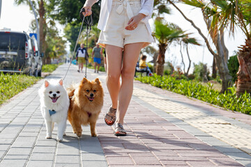 Young woman walking her two pomeranian spitz pups wearing harness on the beach. Couple of adorable...