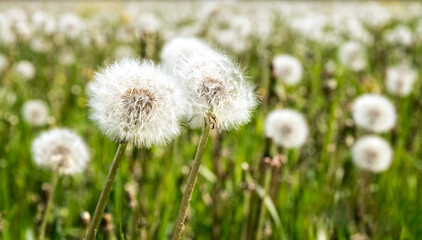 A large field of dandelions. White fluffy dandelions are blooming. Summer background. Medicinal plants. Food for pets. Close up.