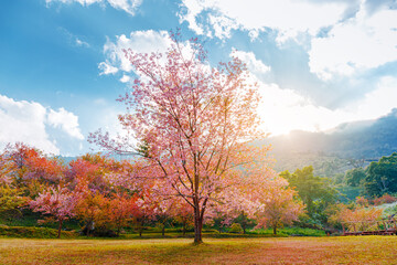 landscape of beautiful pink cherry blossom tree at evening, spring season