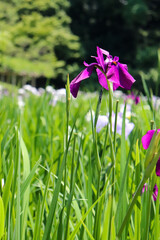 花菖蒲 しょうぶ 菖蒲 紫 パープル グリーン 林 森林 美しい 鮮やか 綺麗 5月 6月 梅雨