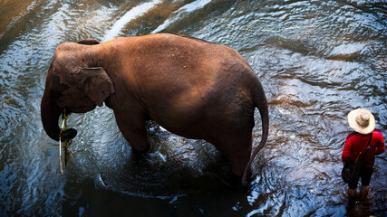 Elephant with mahout in the jungle