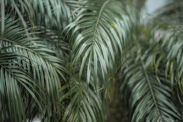 Tropical palm leaves, floral green background, real photo