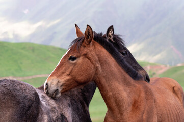 two horses on the background of green mountains in spring