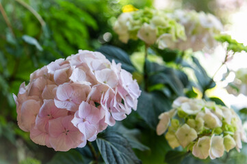 delicate hydrangea in the sun in the garden