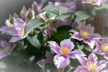 delicate pink clematis blooming in the sun
