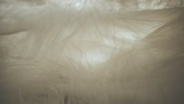 Delicate and light plumage of an angel. Luxurious down and feathers.