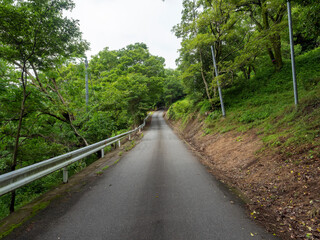 新緑の中を通る山道