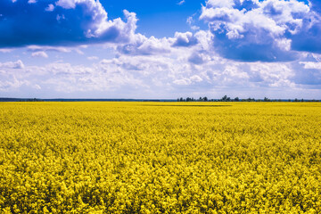 Fototapeta premium Rape is growing on the field