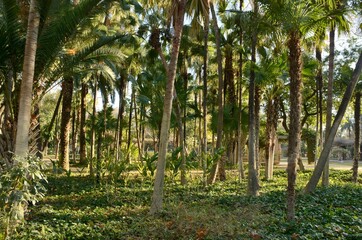 Palm trees on ivy