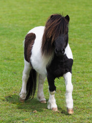 Cute Shetland Pony