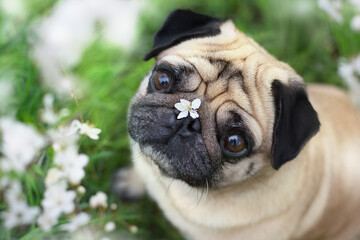 pug dog portrait