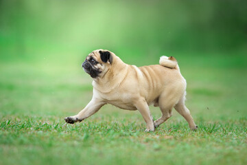 Obraz premium french bulldog puppy