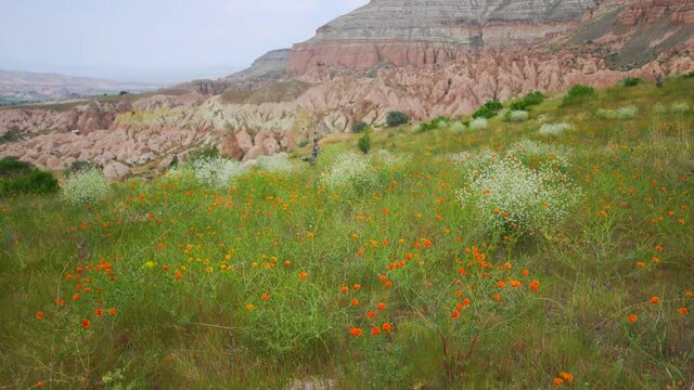 Panoramic view 4k stock video footage of beautiful bright red or orange blooming flowers growing outside among different wild green plants in scenic mountain valley of Cappadocia, Turkey