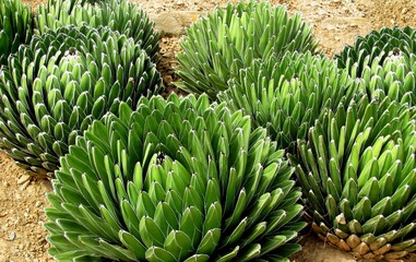 Agave plant cactus field. Agave victoriae-reginae (Queen Victoria agave, royal agave) small species of succulent flowering cactus plant, noted for its white streaks. Landscape of planting cactus plant