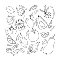 Vector illustration fruit in doodle style. Fresh food bananas, dates, pear, apple, lemon, lime, avocado, plum, strawberry, cherry, physalis, stuck. Printing on fabric, glass