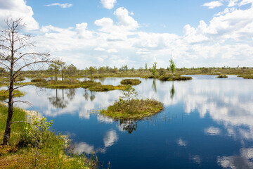 Fototapeta na wymiar Swamps. Belarusian swamps are the lungs of Europe. Ecological reserve Yelnya.