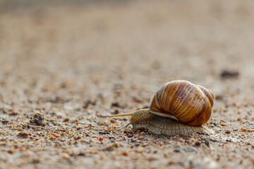 big snail crawling along the road