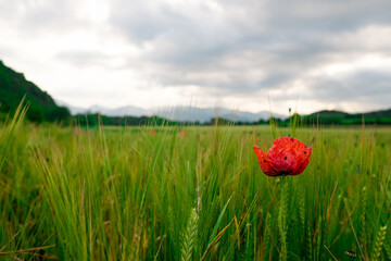 scenic sunset landscape of catalan region known as Garrotxa in spanish Catalunya region in spring with poppy flowers fields, known for its mountains and volcanoes