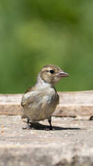 Yong chaffinch on a bird table close up