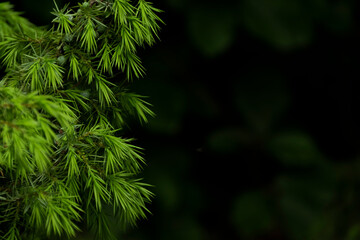 Background with dark green leaves with bokeh background, fresh flat background. Flat lay backdrop. Nature concept