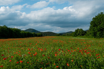 scenic sunset landscape of catalan region known as Garrotxa in spanish Catalunya region in spring with poppy flowers fields, known for its mountains and volcanoes