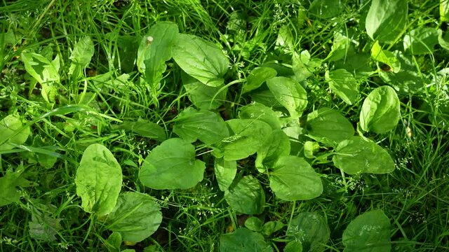 Close-up top view 4k slow motion stock video footage of green Plantain plant grass growing outdoors on sunny summer morning. Herbal botany stems of  green medical psyllium health flora among grass