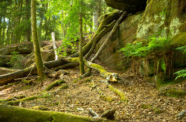 Natural vegetation in the forest. Trees covered with moss and green leaves. Part of the trees tumbled down by the wind.