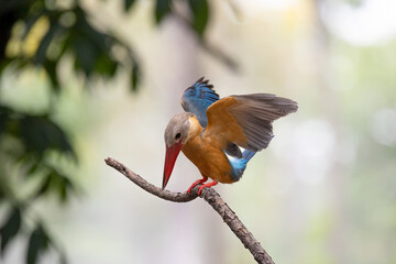 Bird, Stork-billed Kingfisher, Perched, Tree branch, green leaves, waiting patiently