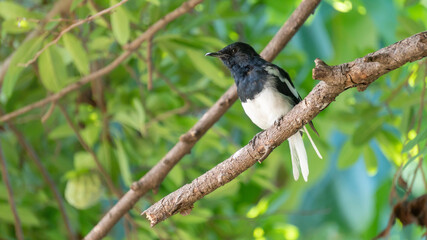 Oriental magpie robin bird hanging in a tree.