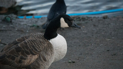 country goose branta canadensis