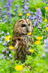 Portrait of a Tawny Owl in colourful flowers including bluebells and buttercups.  Facing right.  Close up.  Scientific name: Strix Aluco.  Vertical.  Space for copy