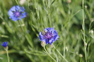 Eine Kornblume mit einer Biene